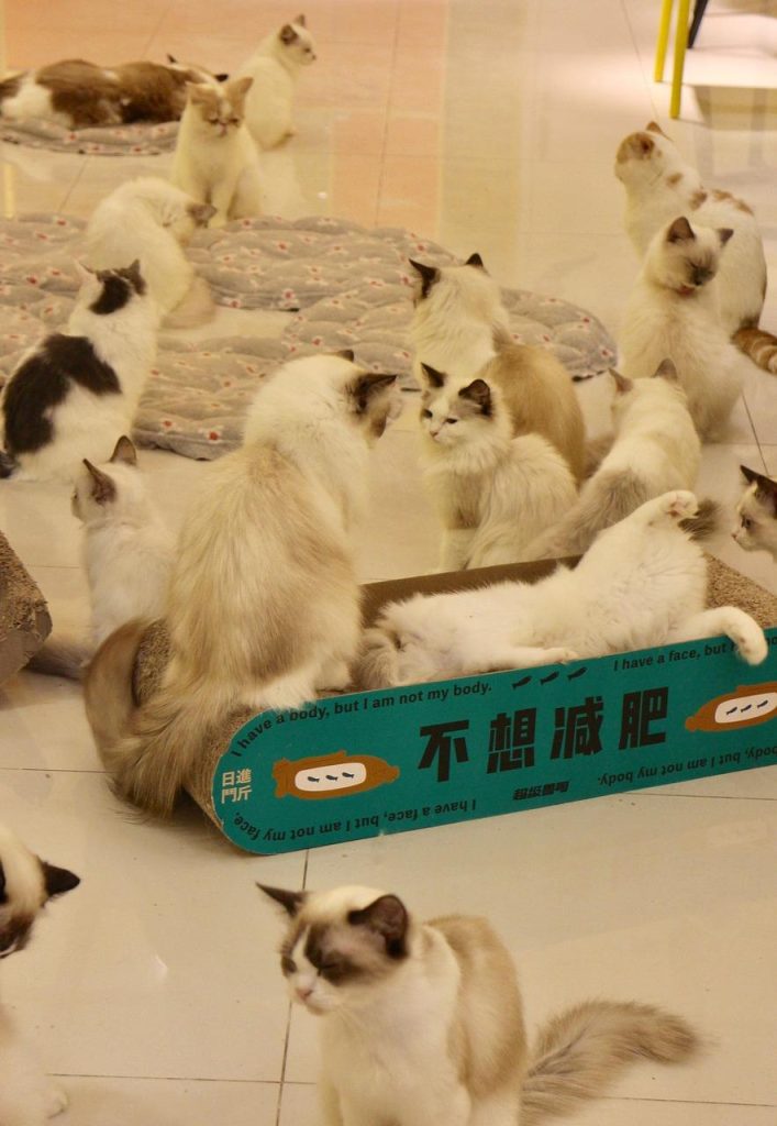 Dierenspeciaalzaak in Assen met breed assortiment huisdieren, voer en accessoires voor honden, katten, vogels en reptielen