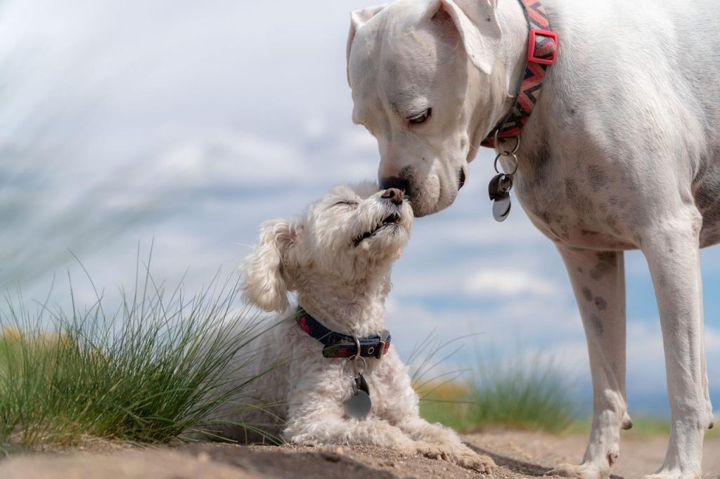 Hondenfokker in Hoogvliet met gezonde en goed gesocialiseerde puppy's voor verantwoord huisdierbezit
